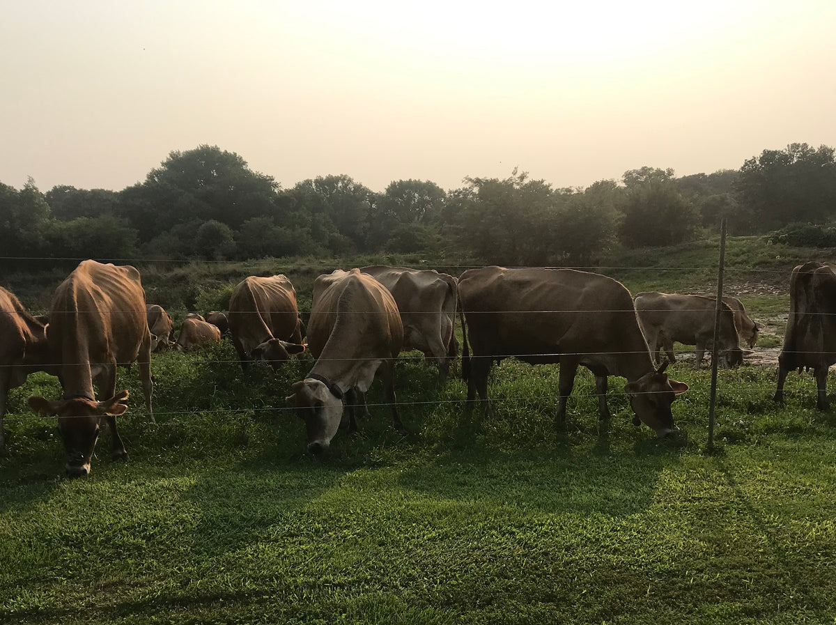 Savoring Excellence Marcoot Jersey Creamery's American Wagyu Meat Sel