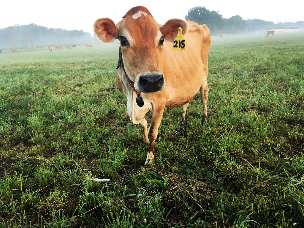 Embracing the Health Benefits of A2/A2 Milk: A Dairy Revolution at Marcoot Jersey Creamery!